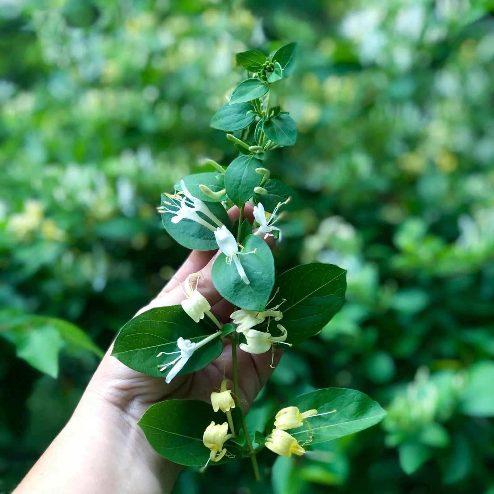 honeysuckle.jpg