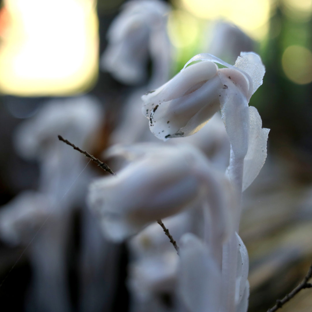 Ghost Pipe (Monotropa uniflora): A Unique and Enigmatic Herbal Remedy