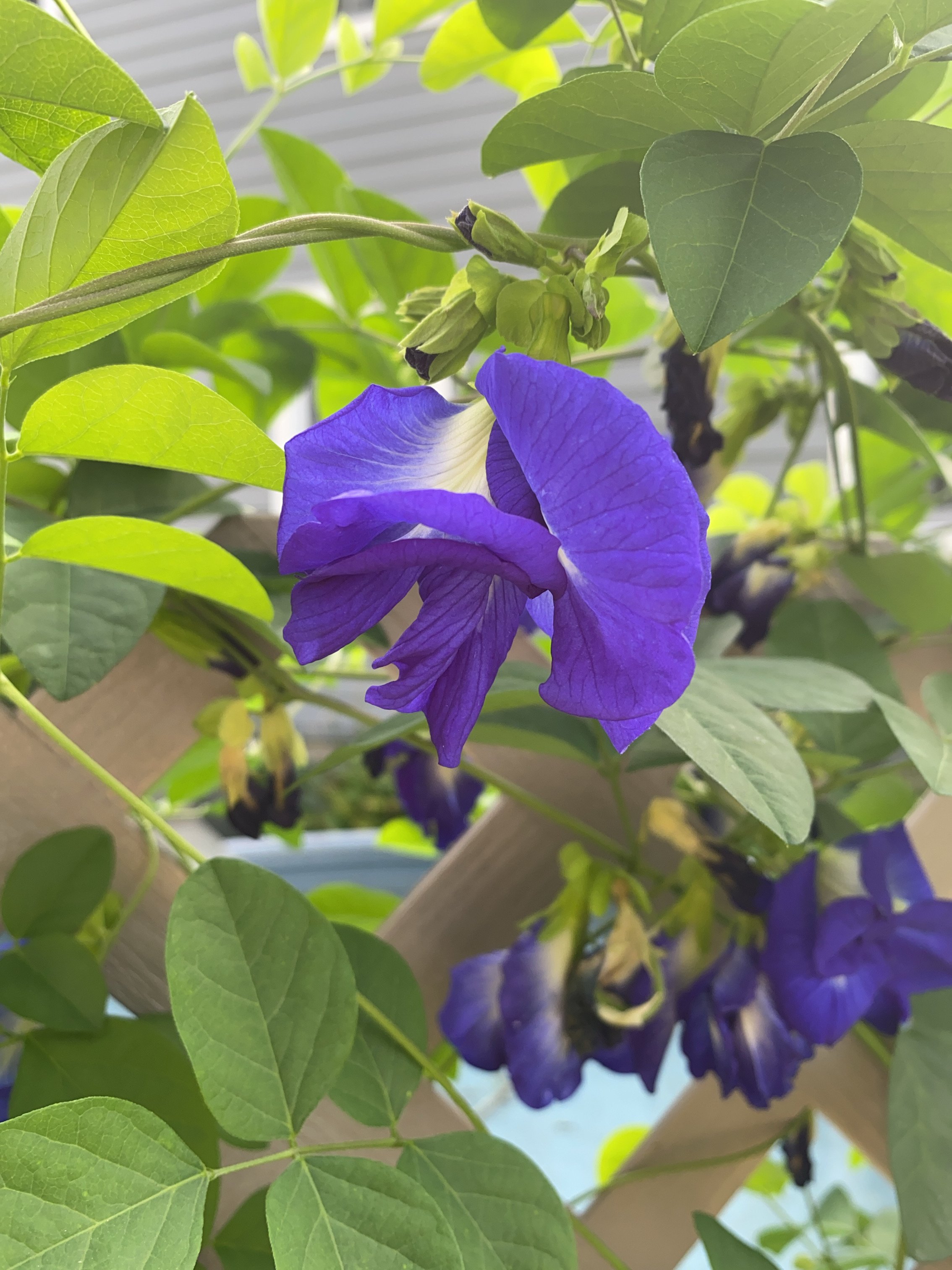 butterfly pea flower from garden.JPG