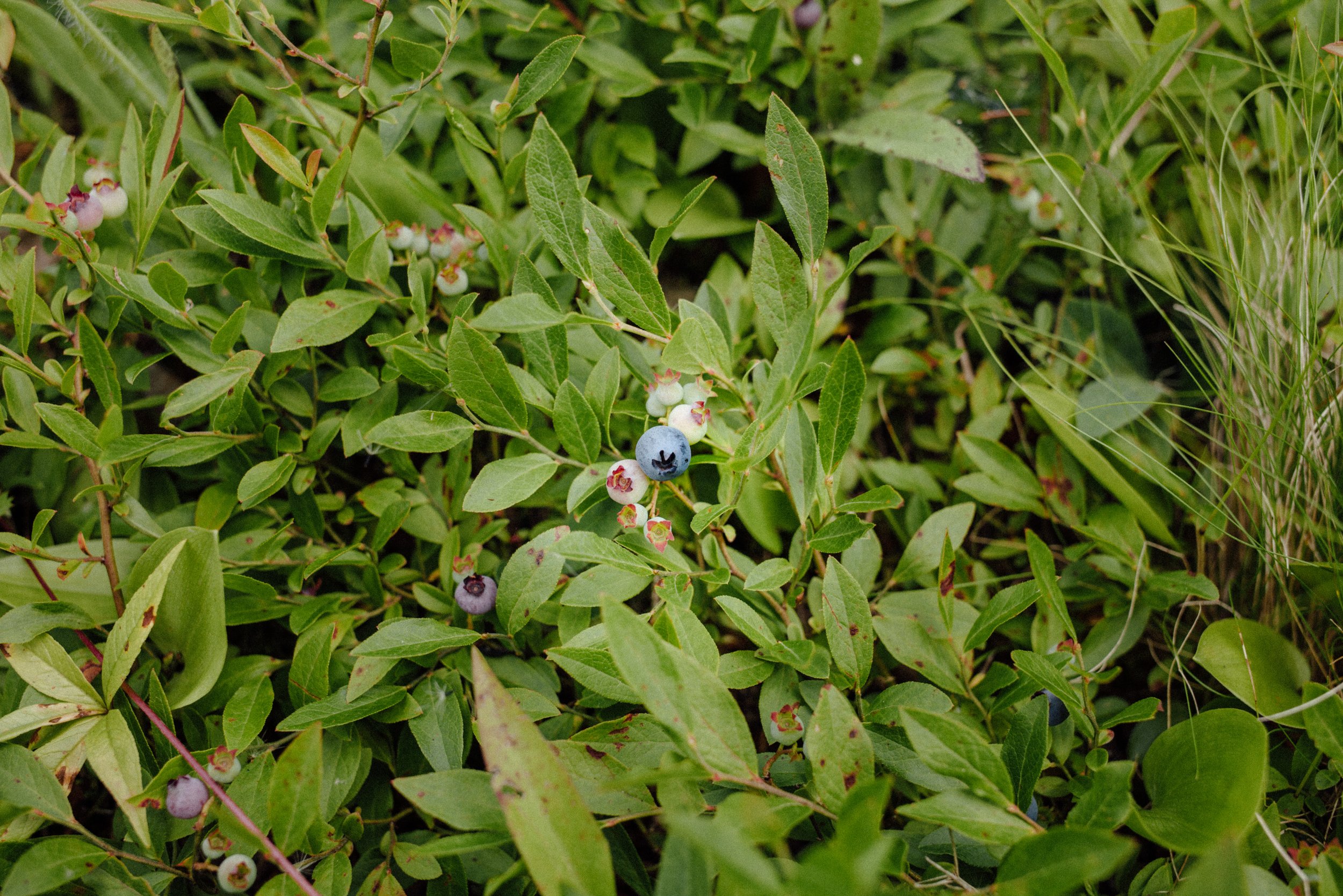 Blueberries-2.jpg
