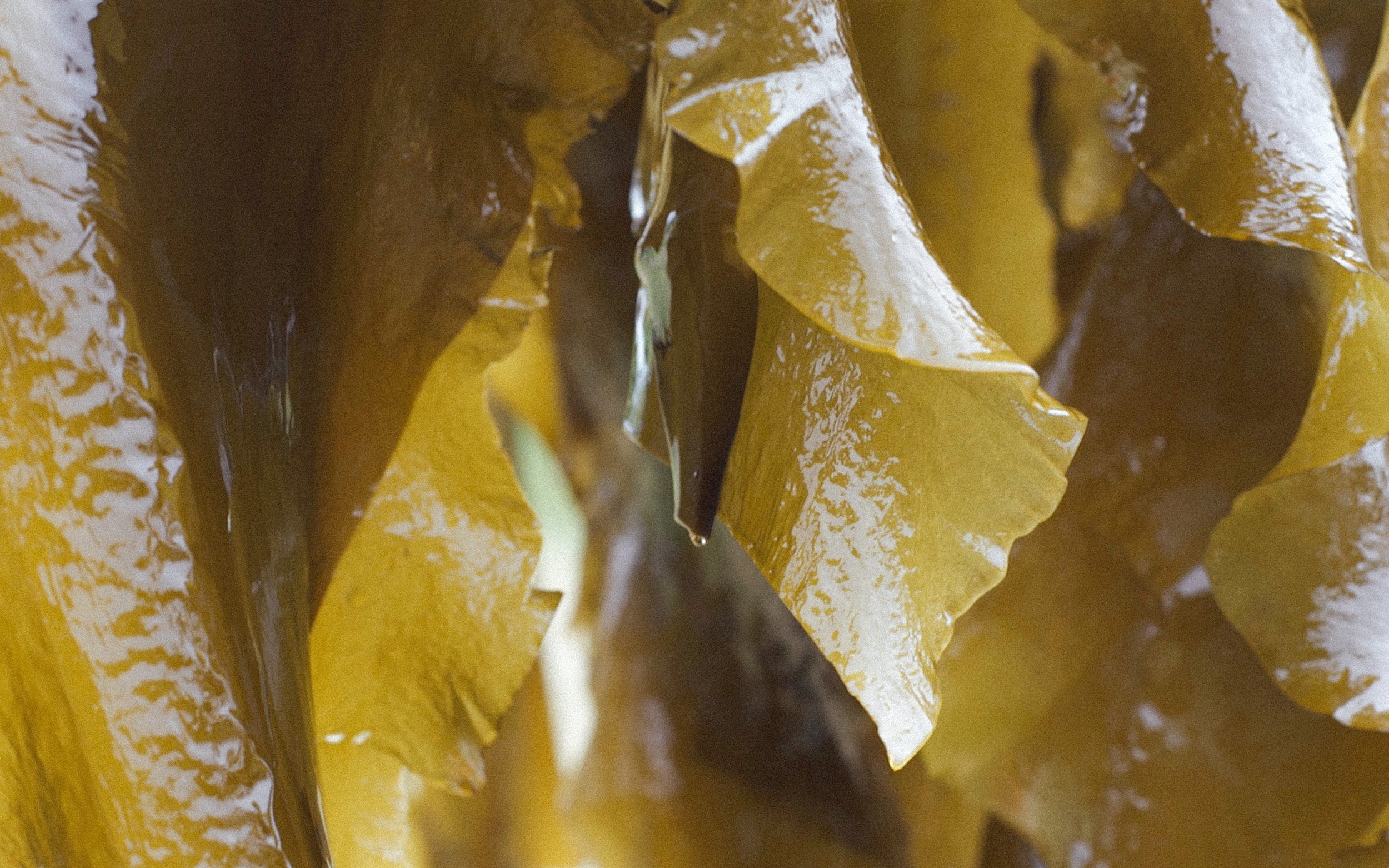 Sugar Kelp.jpg