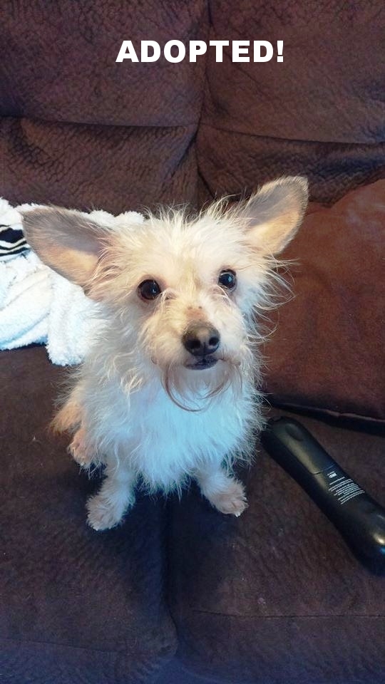 Gizmo3.jpg