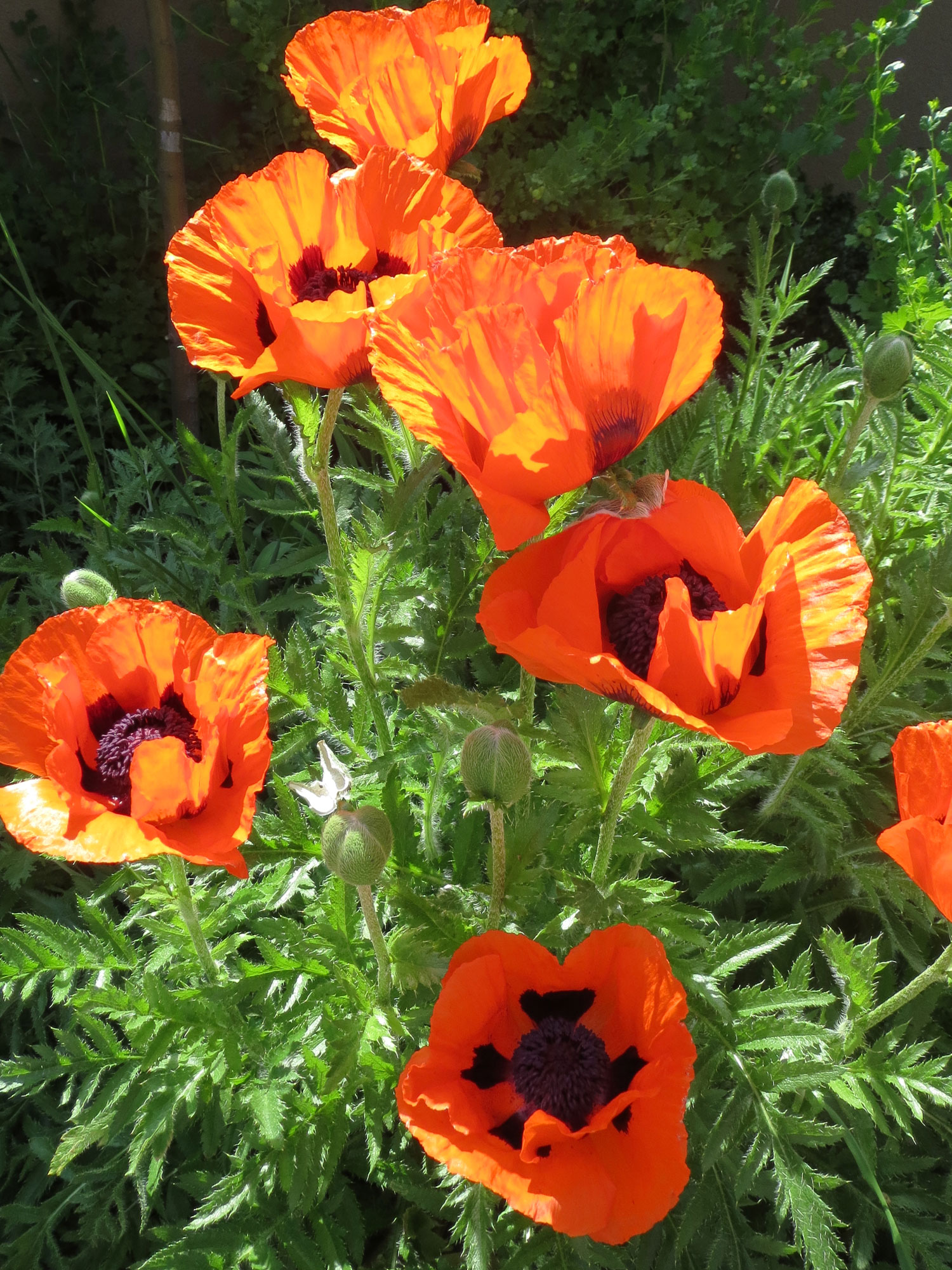 Spring poppies in the B&B garden