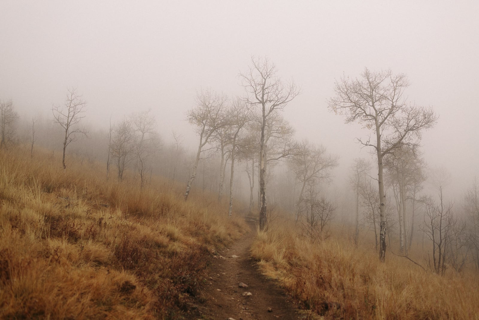 054-kenosha-pass-aspens-fog-colorado.jpg