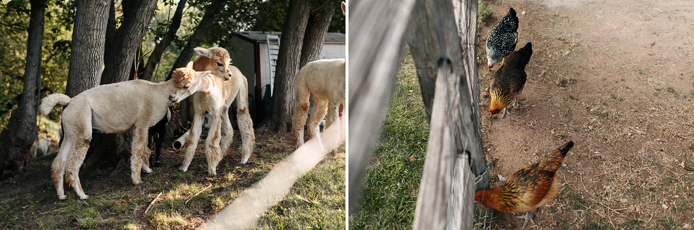 Lyons-Farmette-Llamas-Chickens.jpg