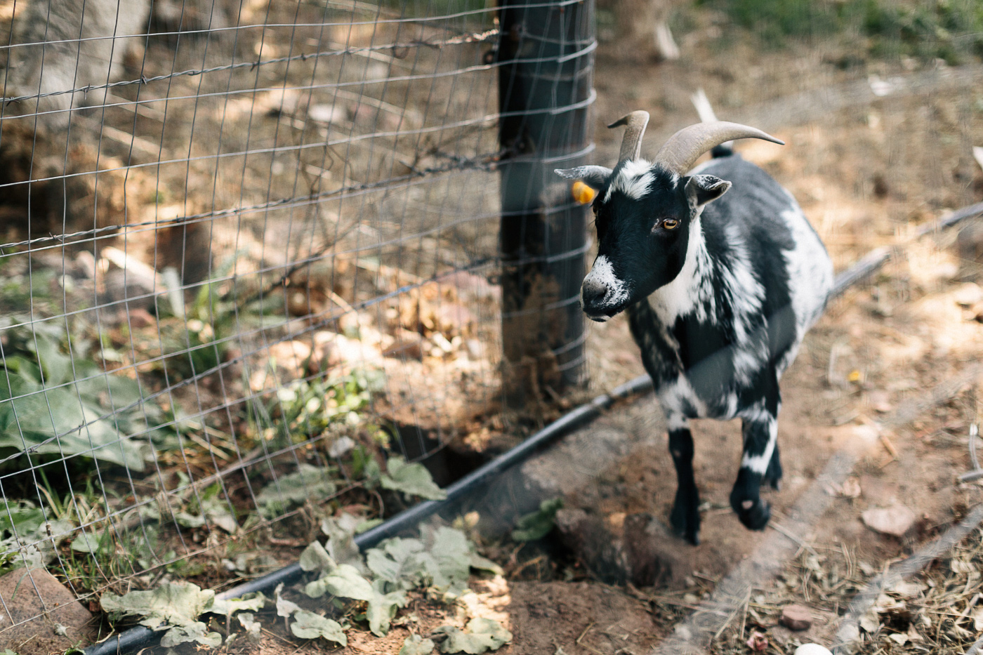 Lyons-Farmette-Goat.jpg