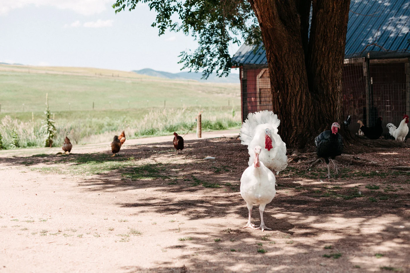 121-wiens-ranch-wedding-photographer.jpg