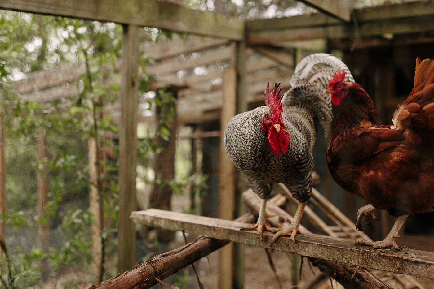 Wimberley Texas Chickens