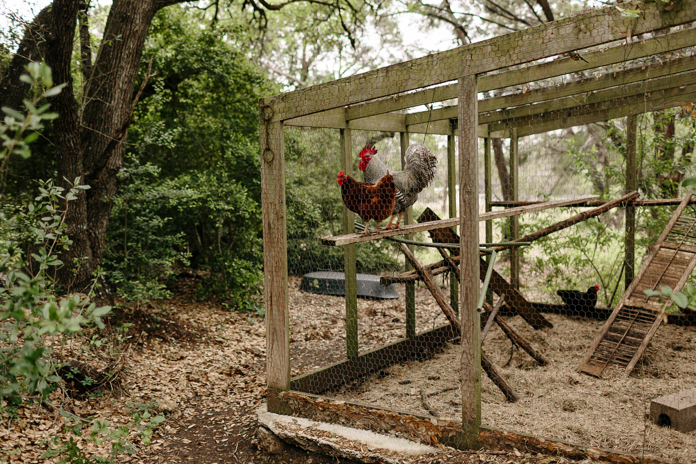 Backyard Chicken Coop