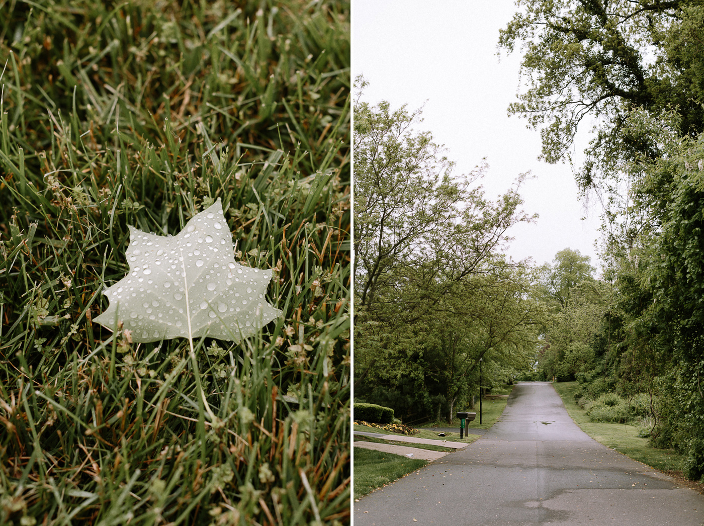 Dew on grass and leaf