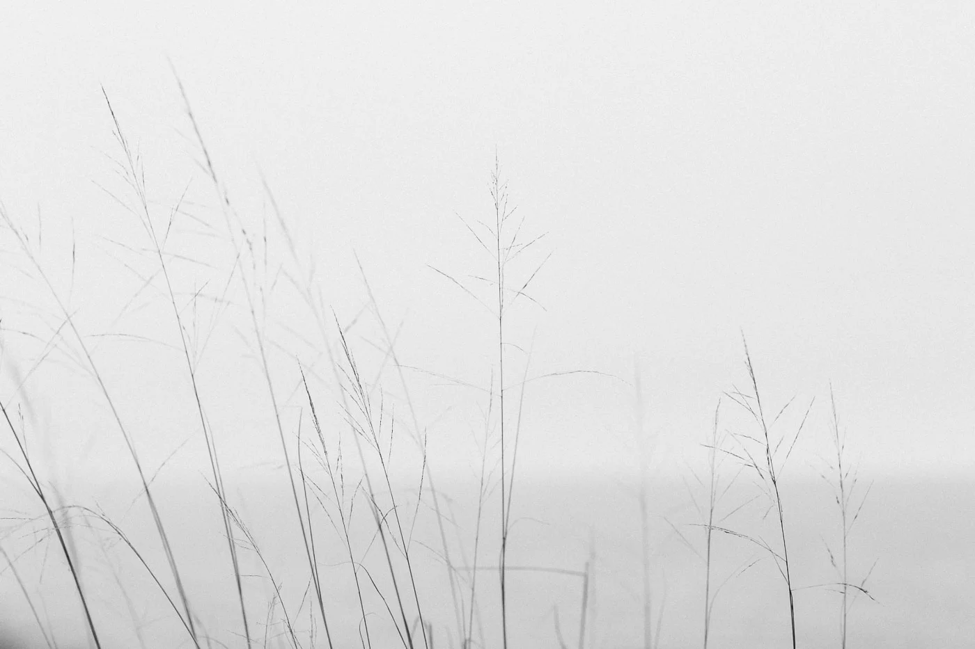 Saugatuck Dunes State Park beach grass