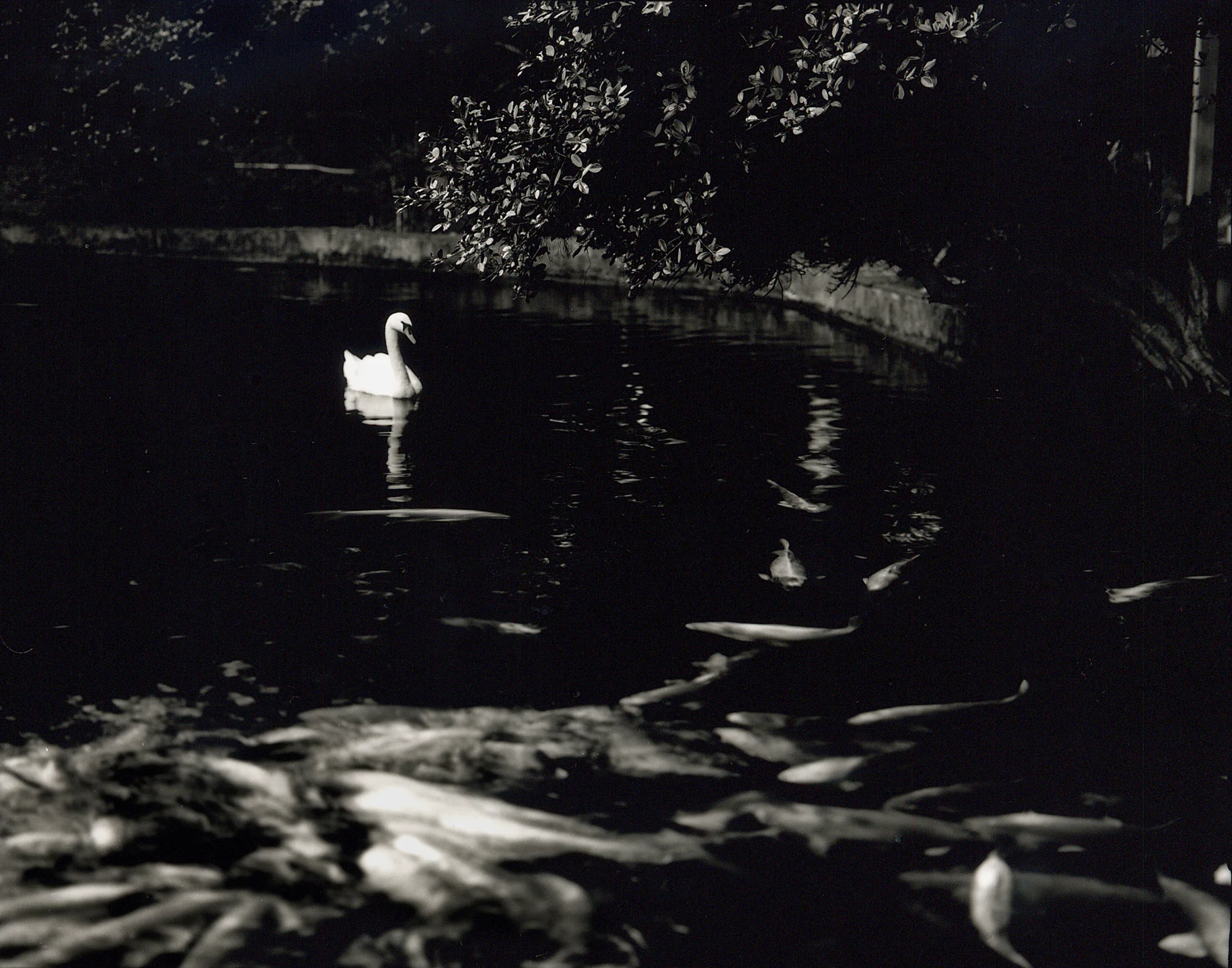 swan & Fishes.jpg