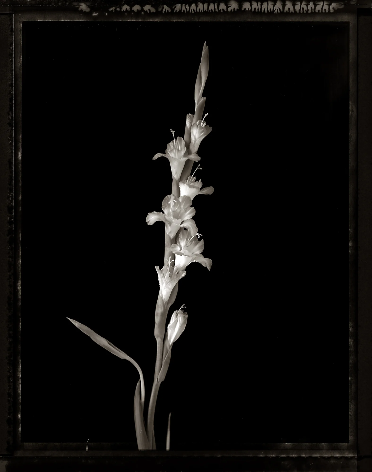 Gladiolus.jpg