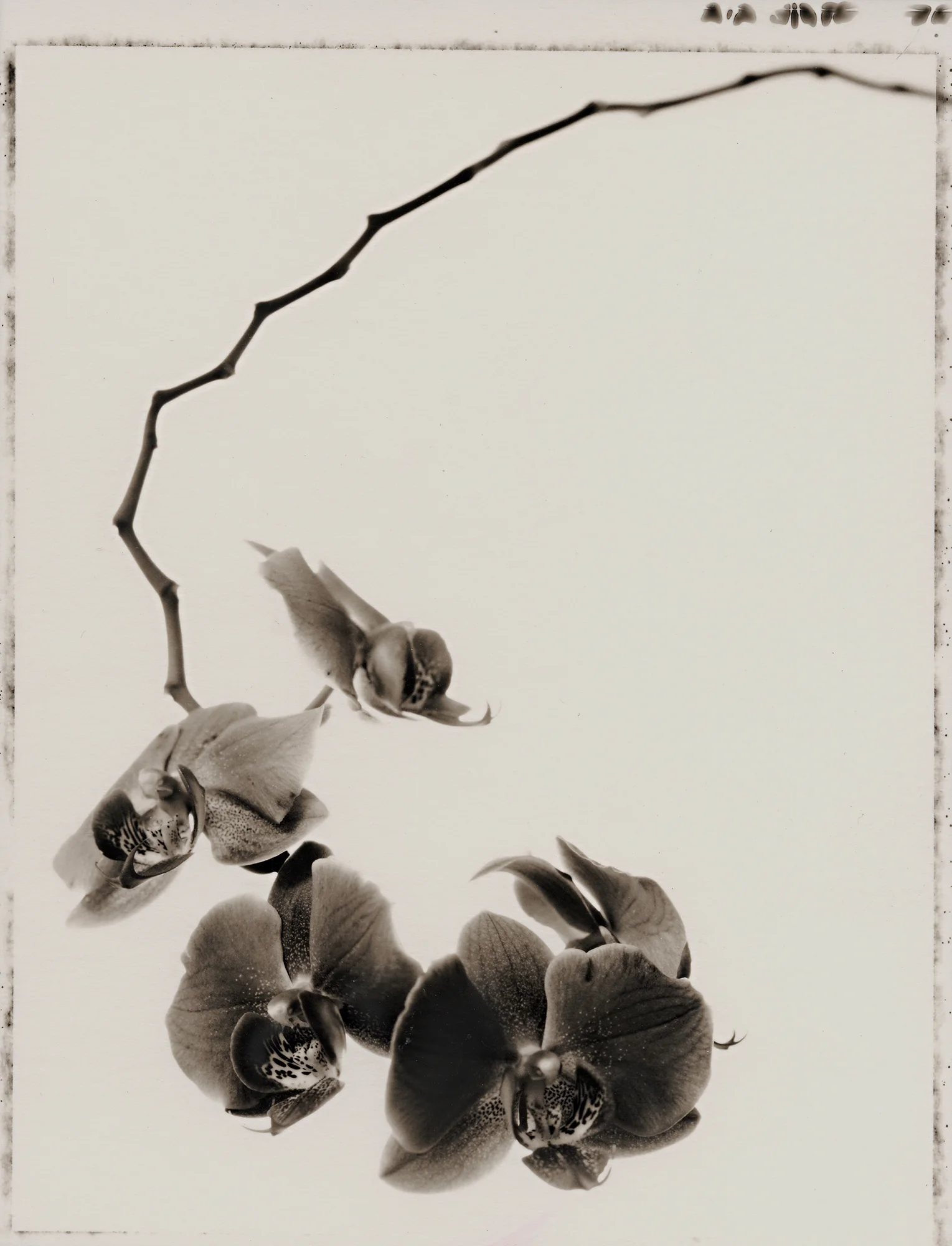 orchid.jpg