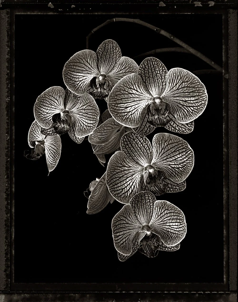 Orchid-7.jpg