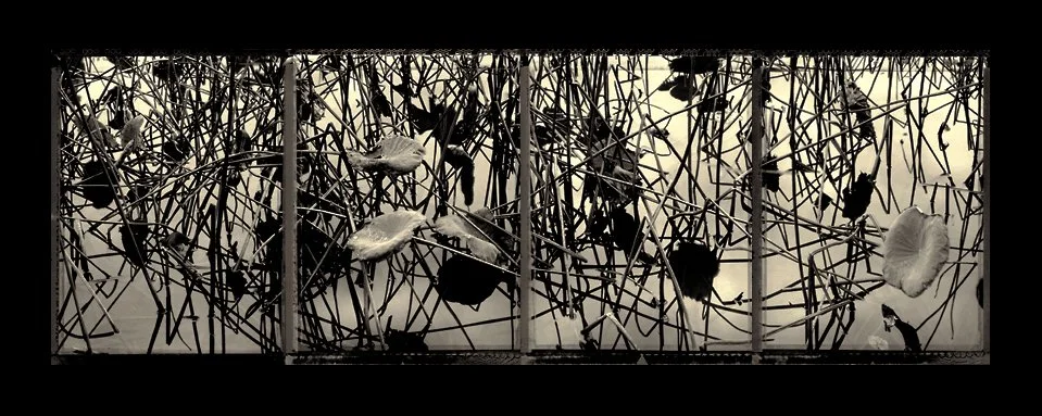 1-11 Winter Lotus Pond.jpg