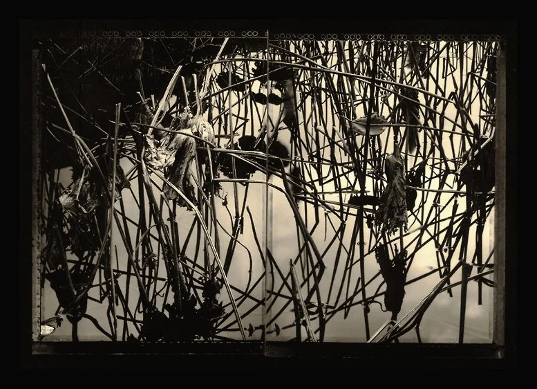 1-10 Winter Lotus Pond .jpg