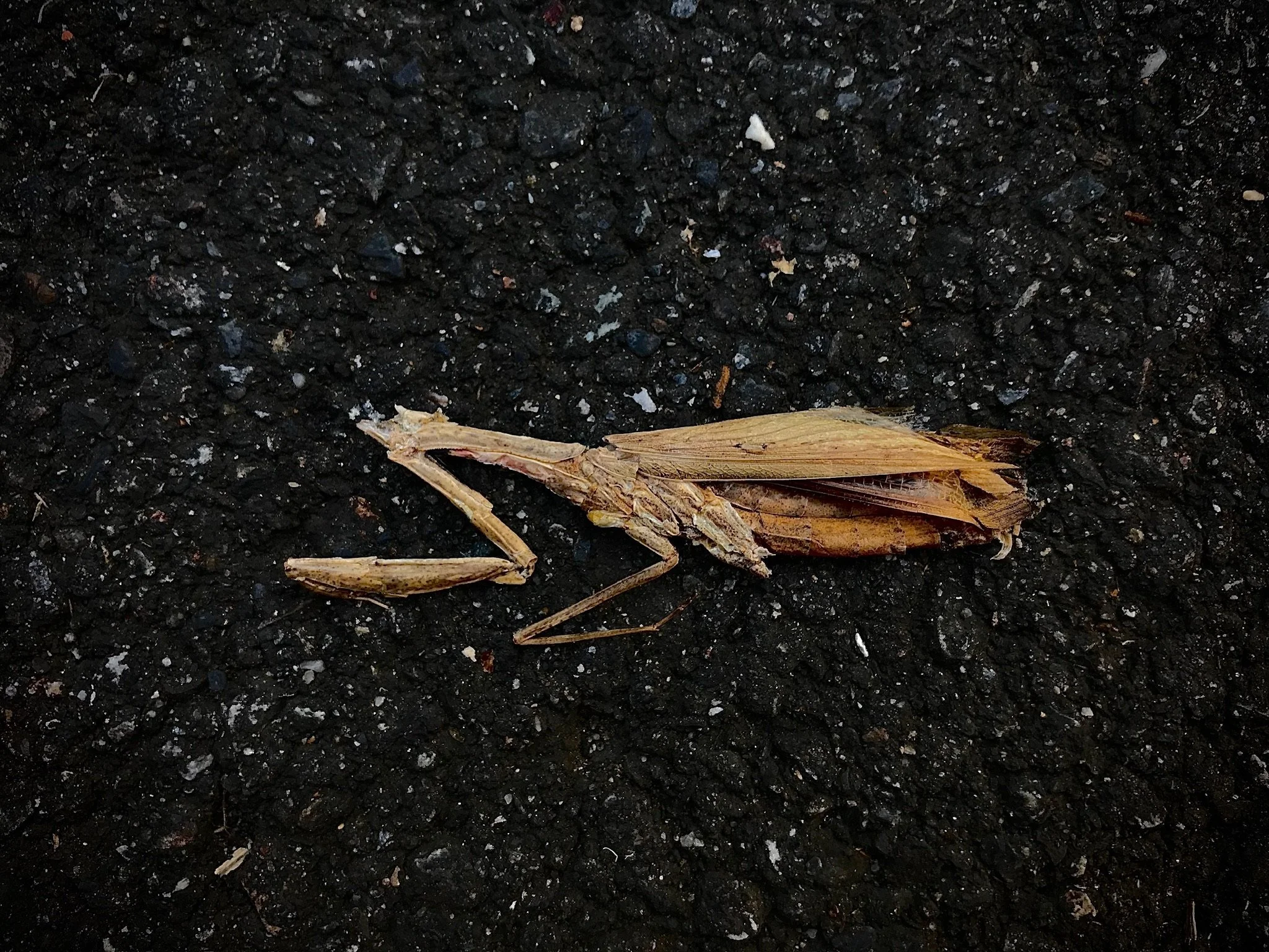 IMG_7063.jpeg