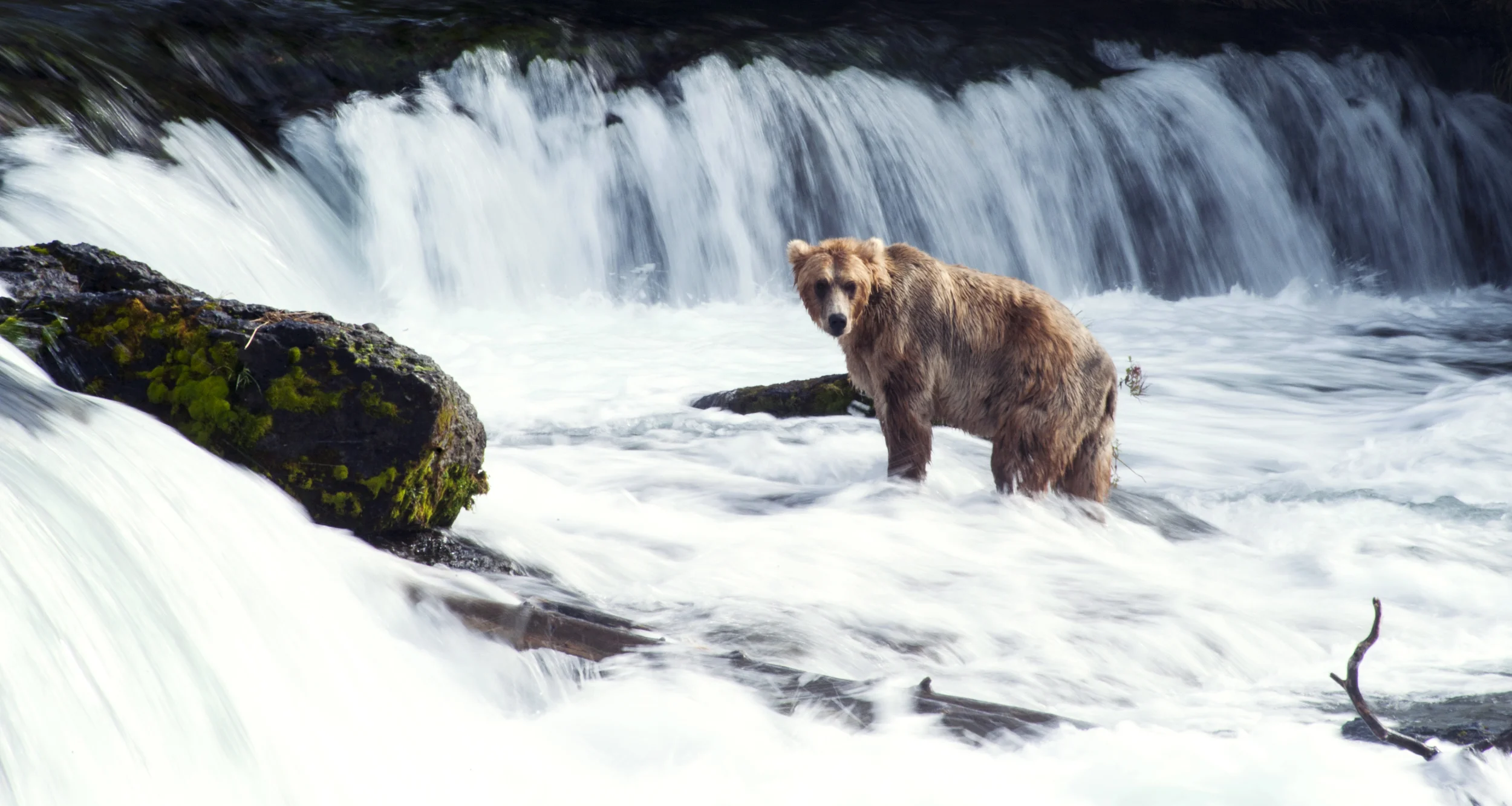 Brooks Falls, Katmai National Park