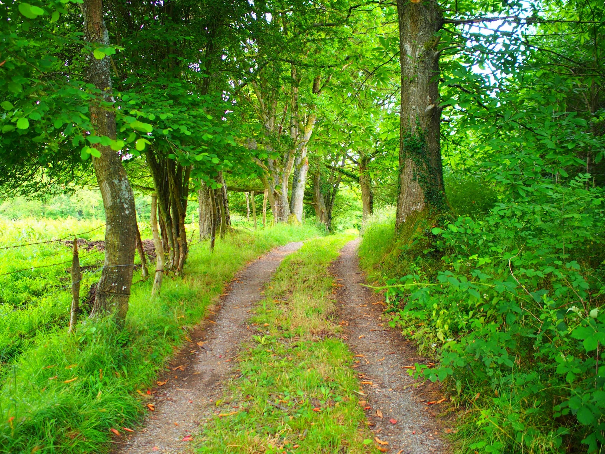 The driveway to Vee and Mladins pavillion