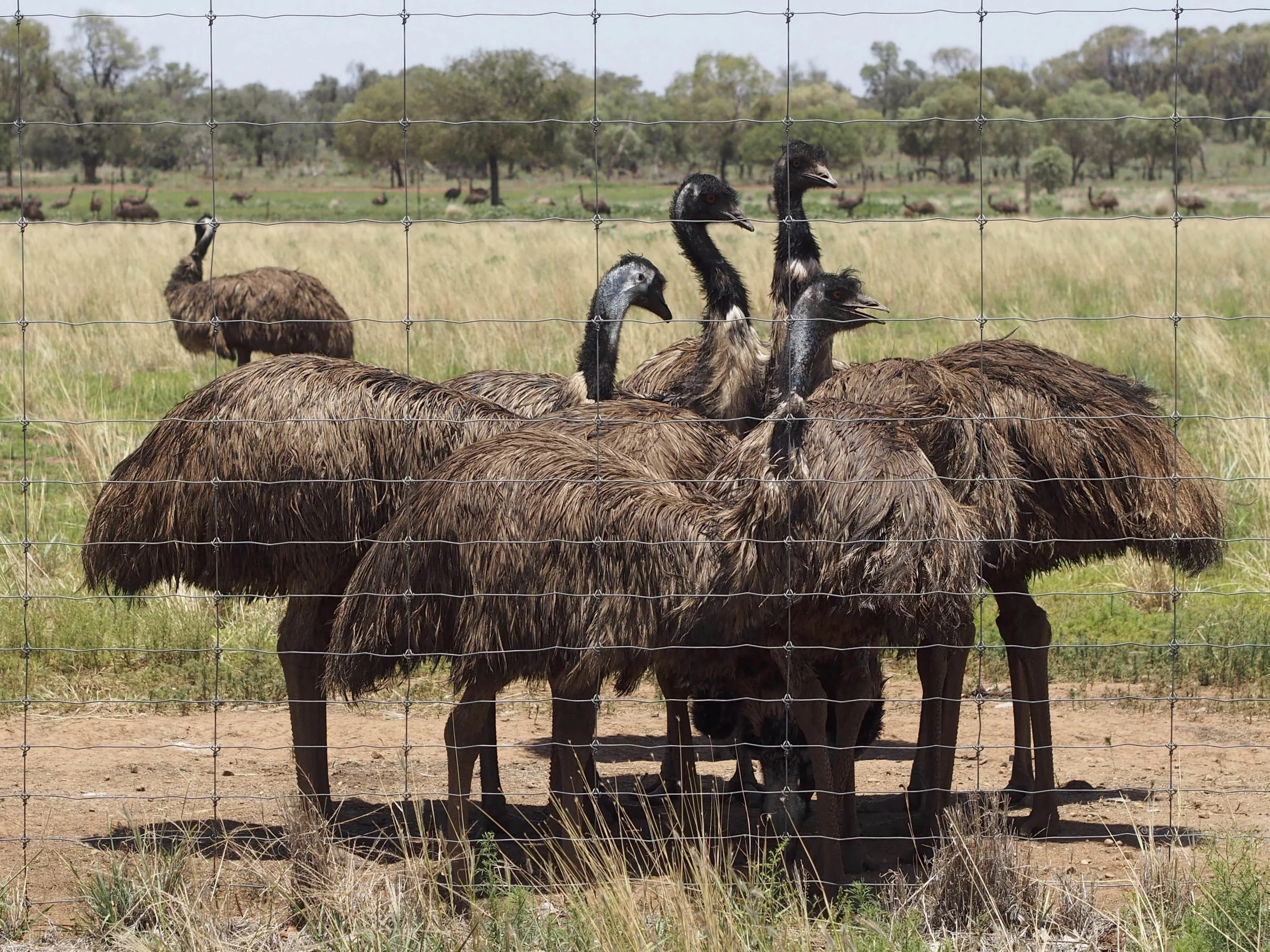 emus.jpg