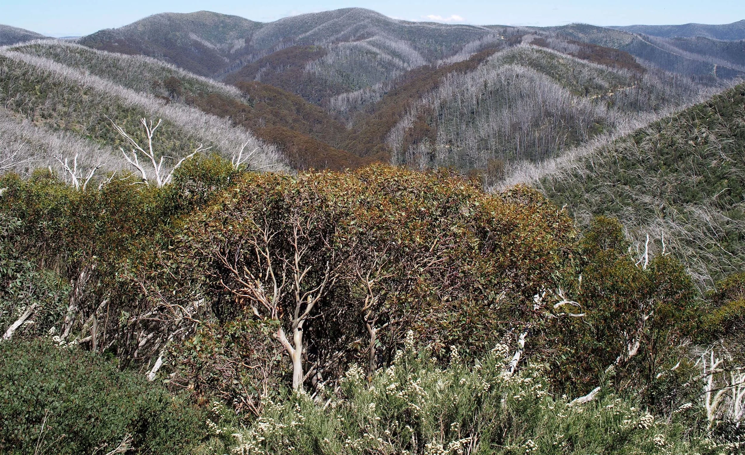 Alpine National Park ~ Mt Hotham