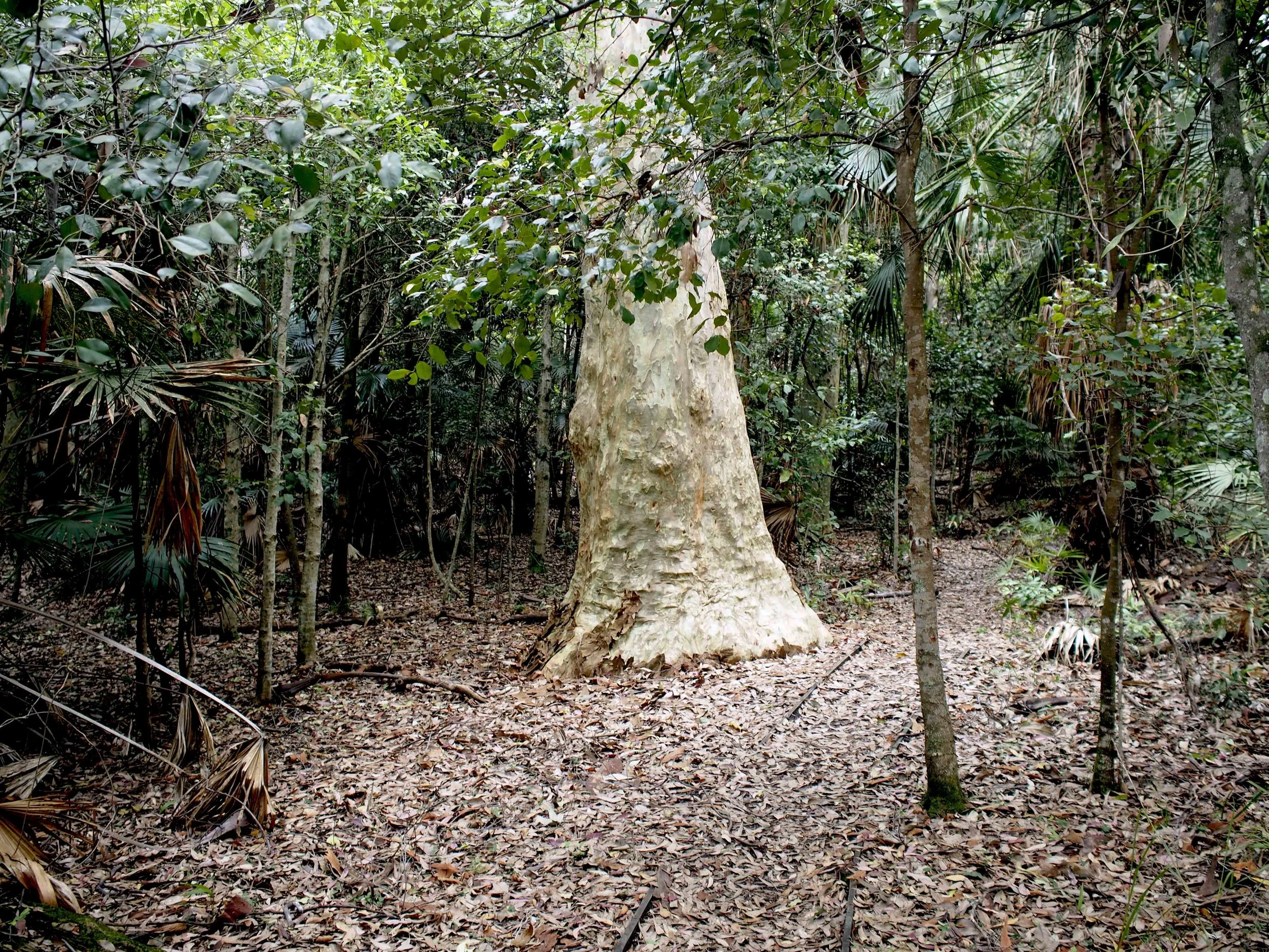 Rainforest walk