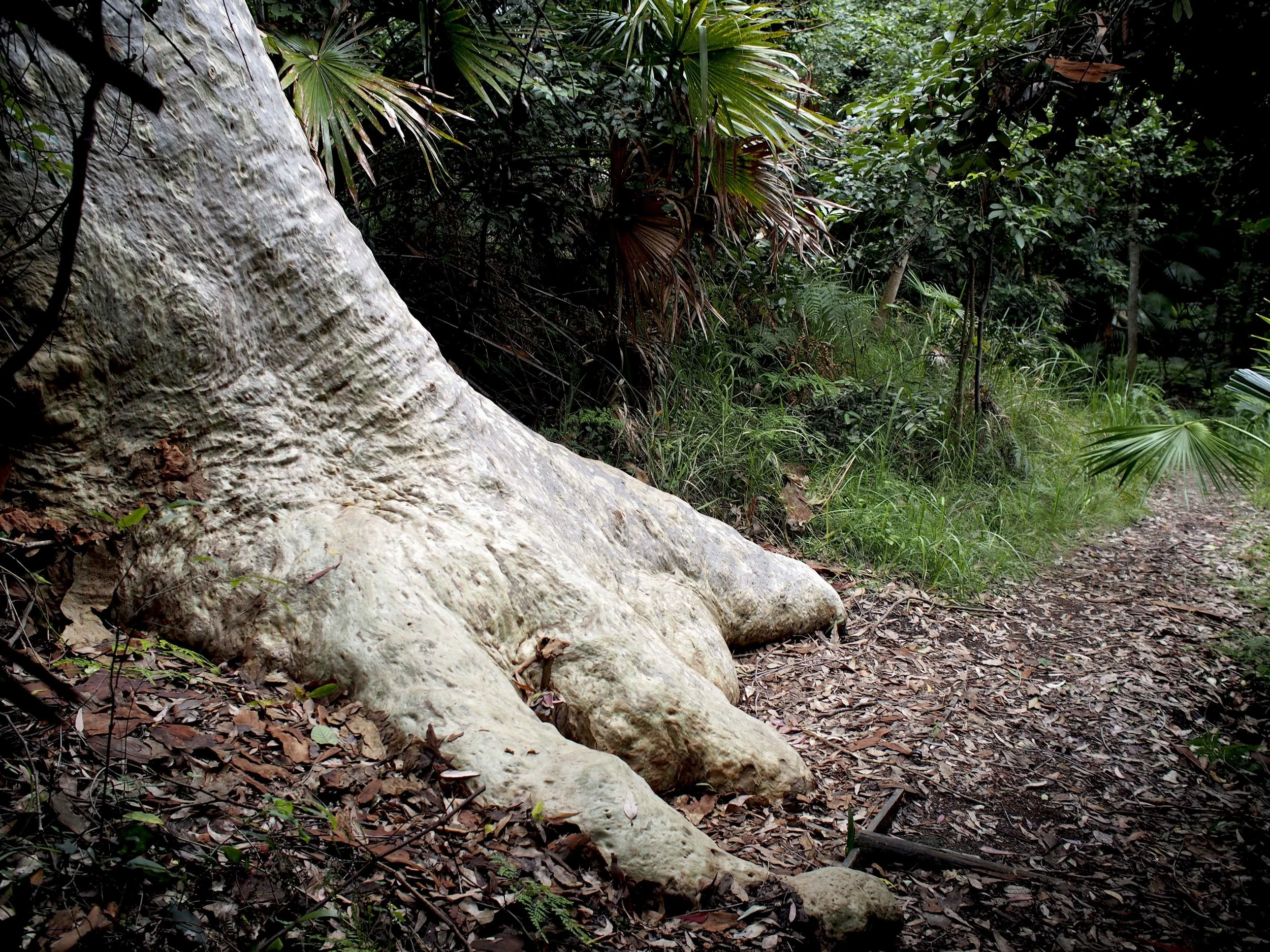 Rainforest walk3.jpg