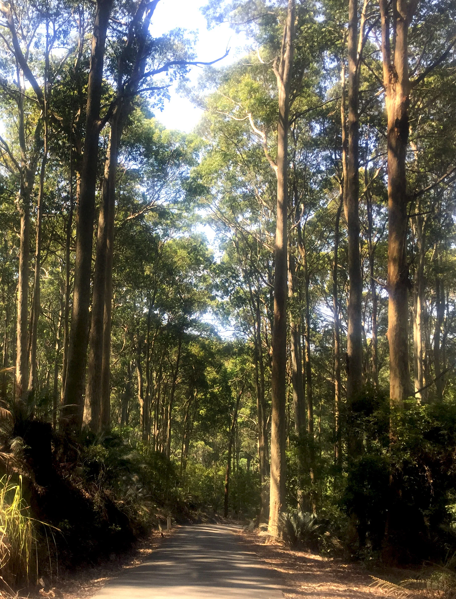 araluen Rod.jpg