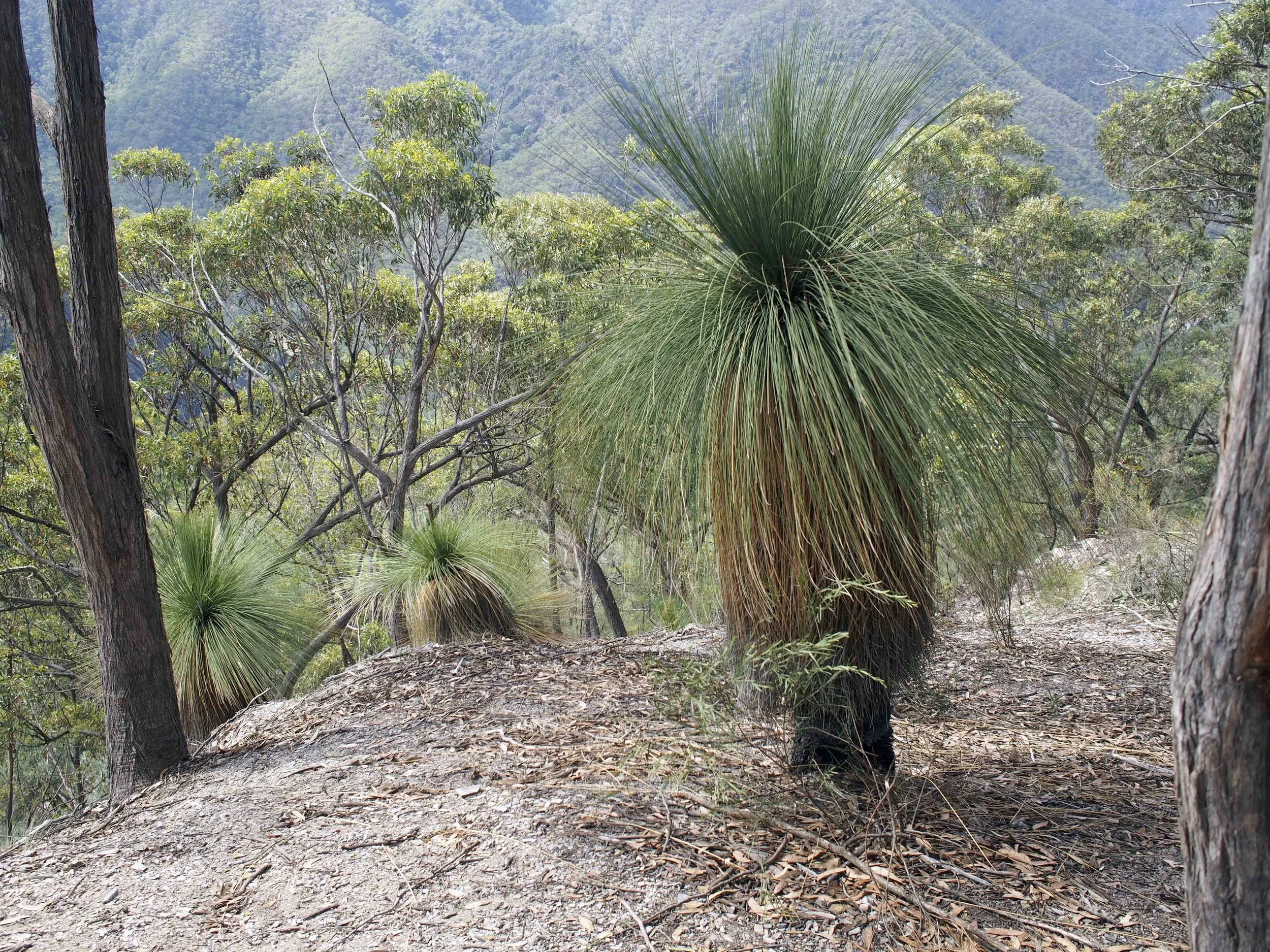 Bungonia State Reserve