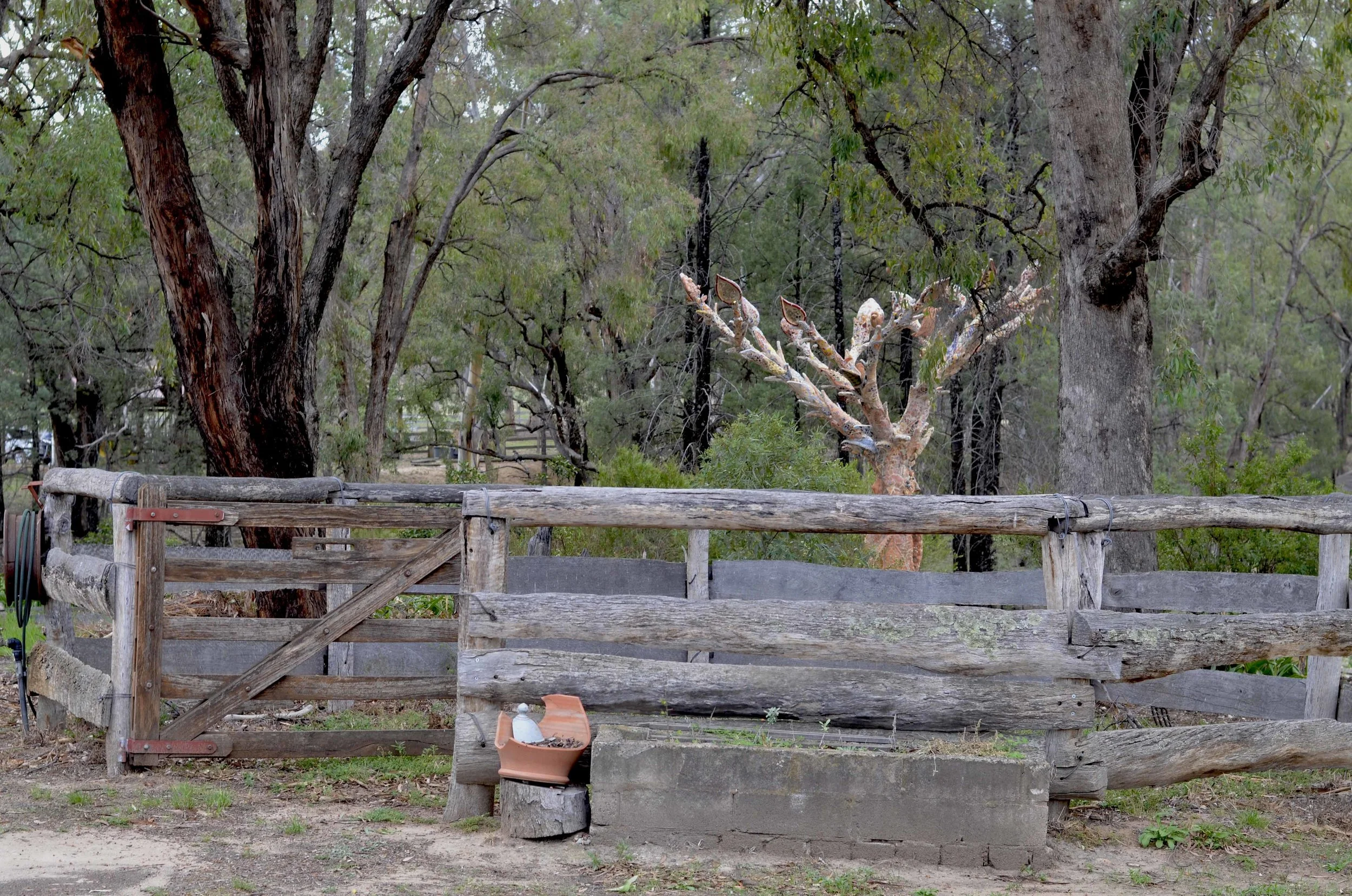 the ole corral with the p[ottery tree in the background.