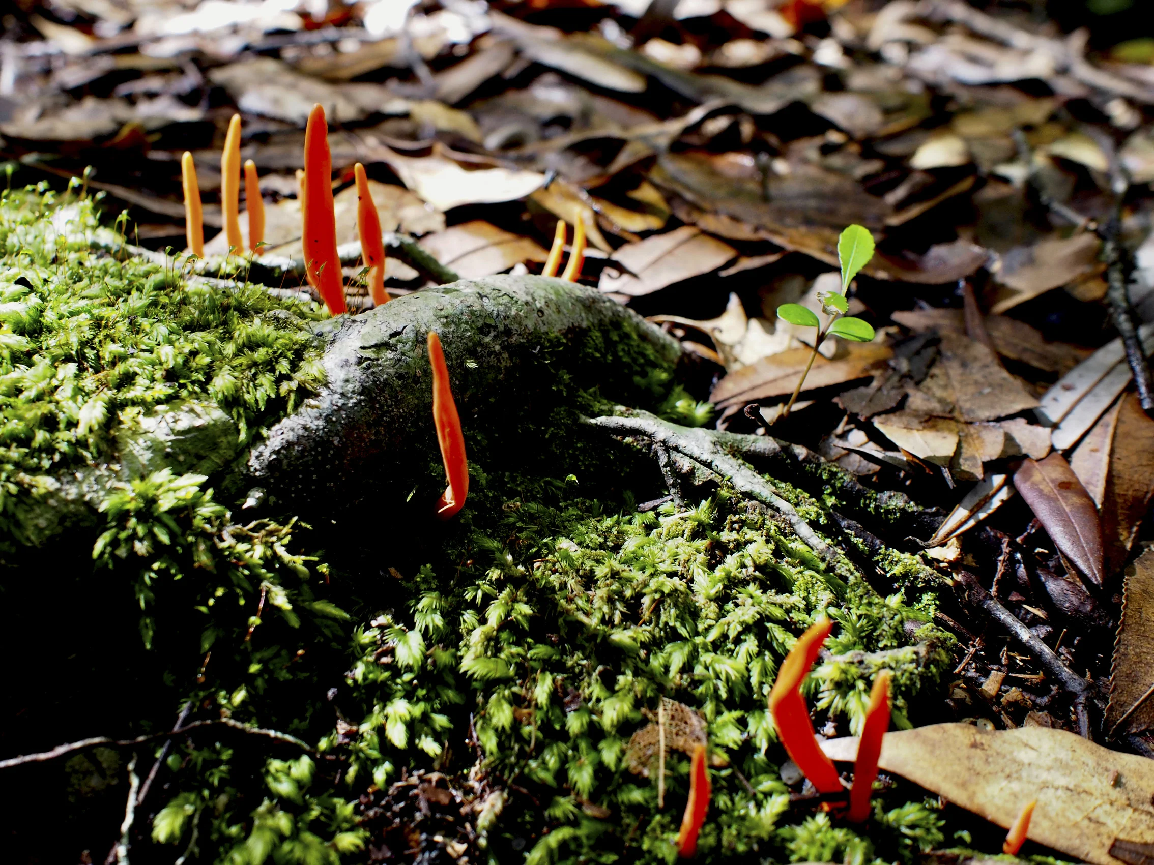 fungi 3.jpg