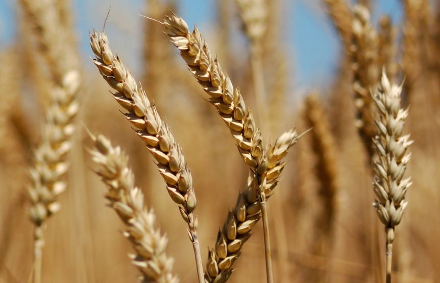 There are typically 2 varieties of wheat beer, the Dutch “witbier” and the German “weissbier”. Witbier is based on the Belgian tradition of using ingredients such as coriander and orange peel to add variety to the flavours present in the beers. Weissbier on the other hand is based on the German tradition of mixing at least 50% wheat to the barley malt base to brew a light coloured top-fermenting beer. Wheat beers come in a variety of flavours and styles, with one to suit your every desire.