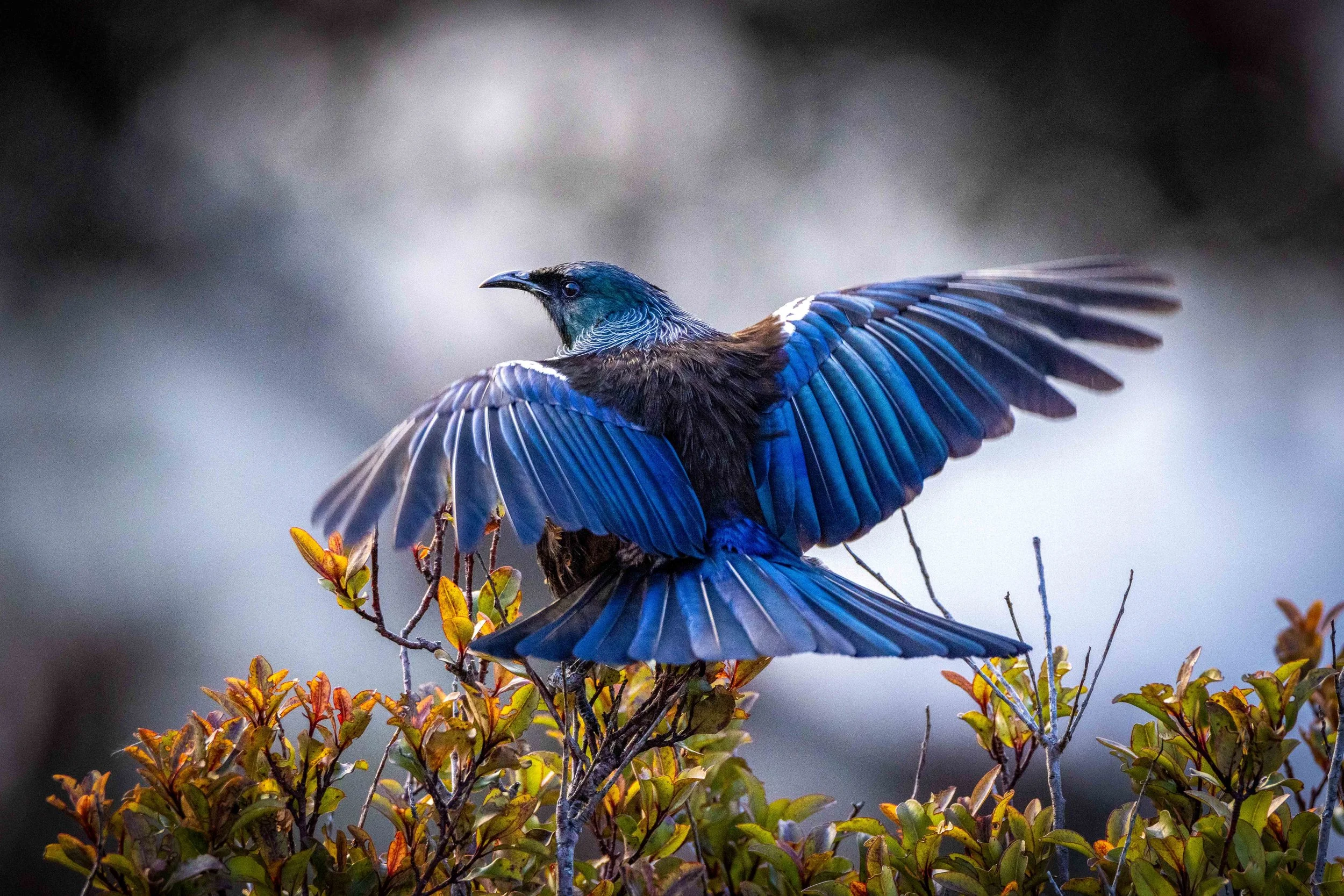 Blue Wings