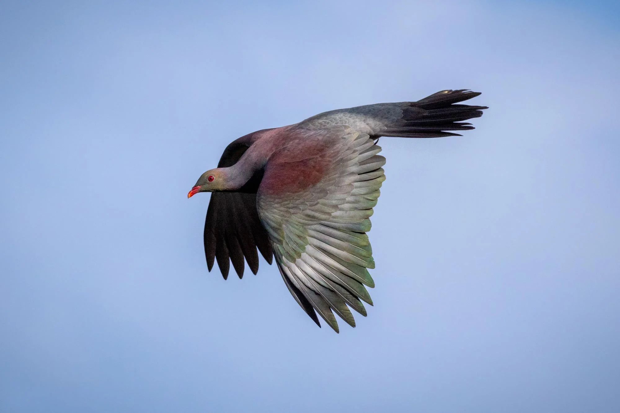 Kereru Swoosh