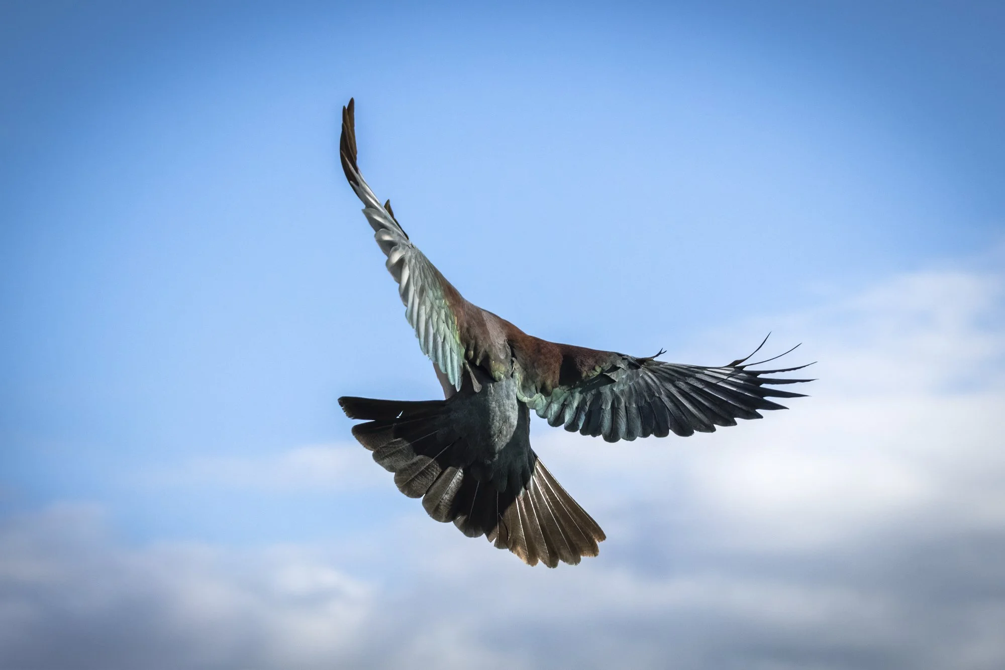 Kereru Landing #1