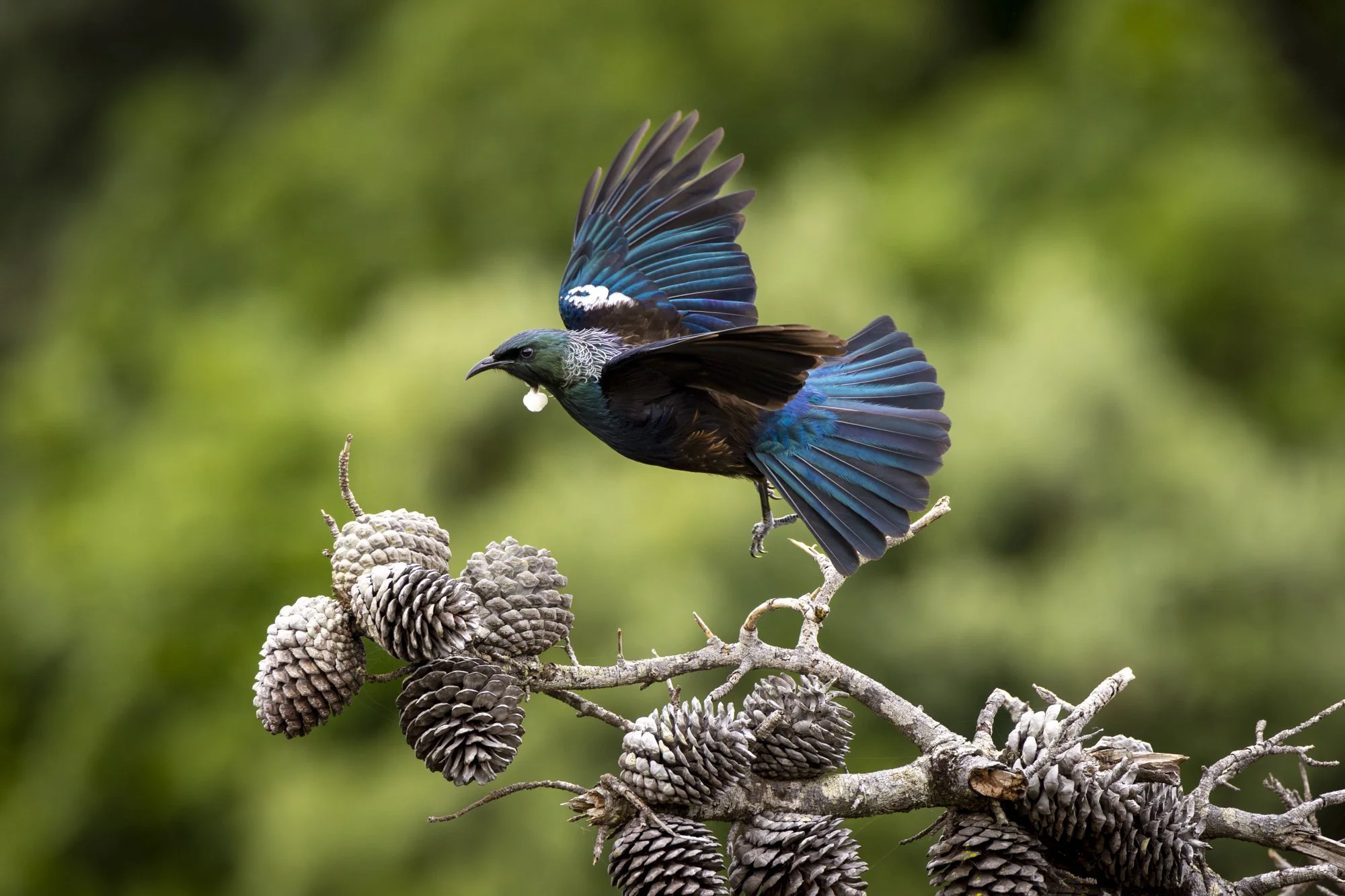 Tui Take Off