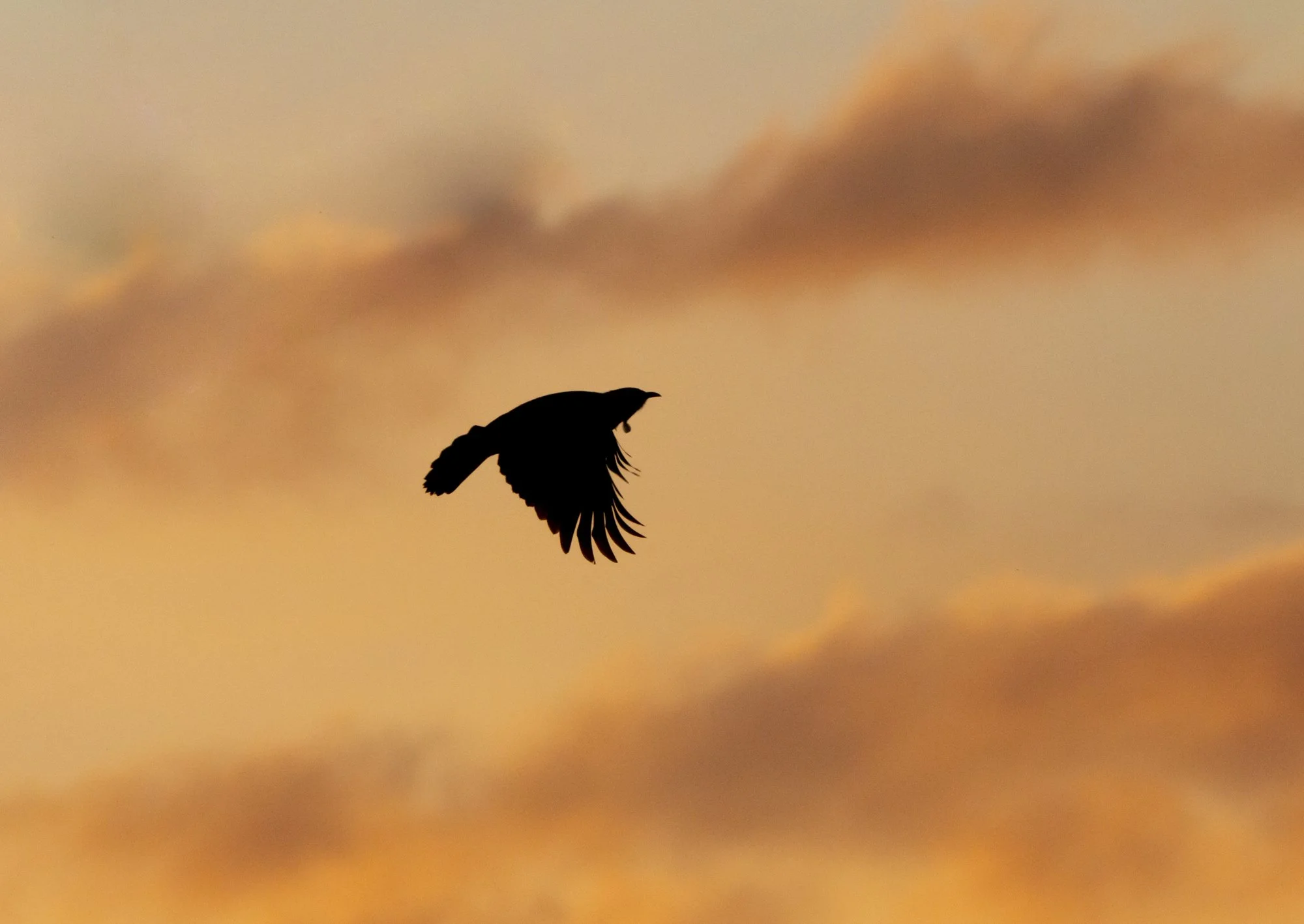 Evening Tui