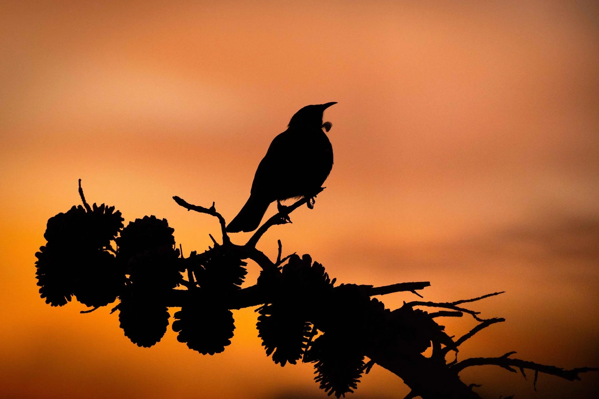 Sunset Tui