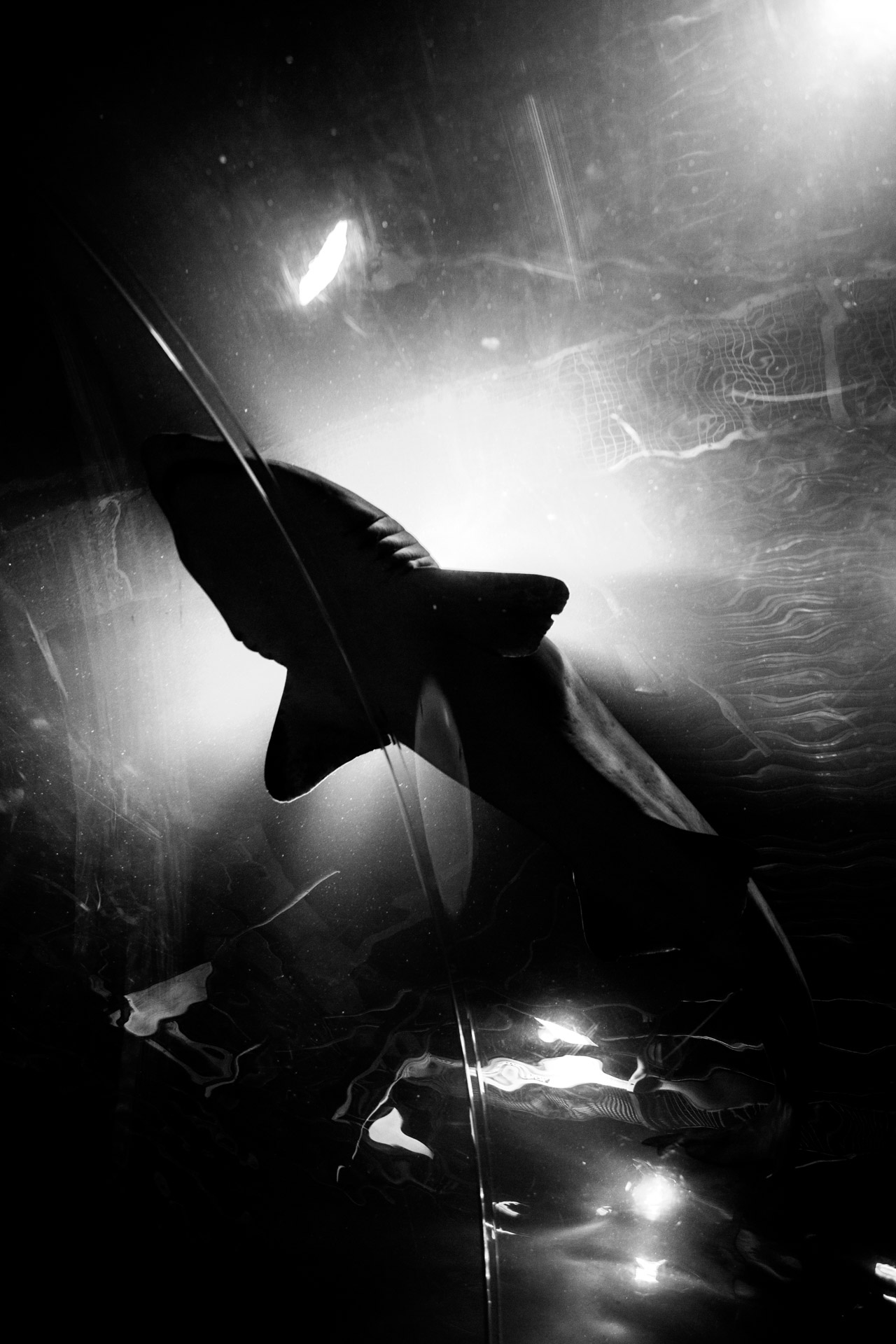 Late in April a few days before my girlfriend's birthday (Hannah) I treated her to a day out to the Blue Planet Aquarium as she loves sharks. I waited very patiently to get the shot I wanted (photographing animals is hard!) and I'm glad I did. Later in the year I exhibited it in Warrington and the print now hangs on the wall of my living room.