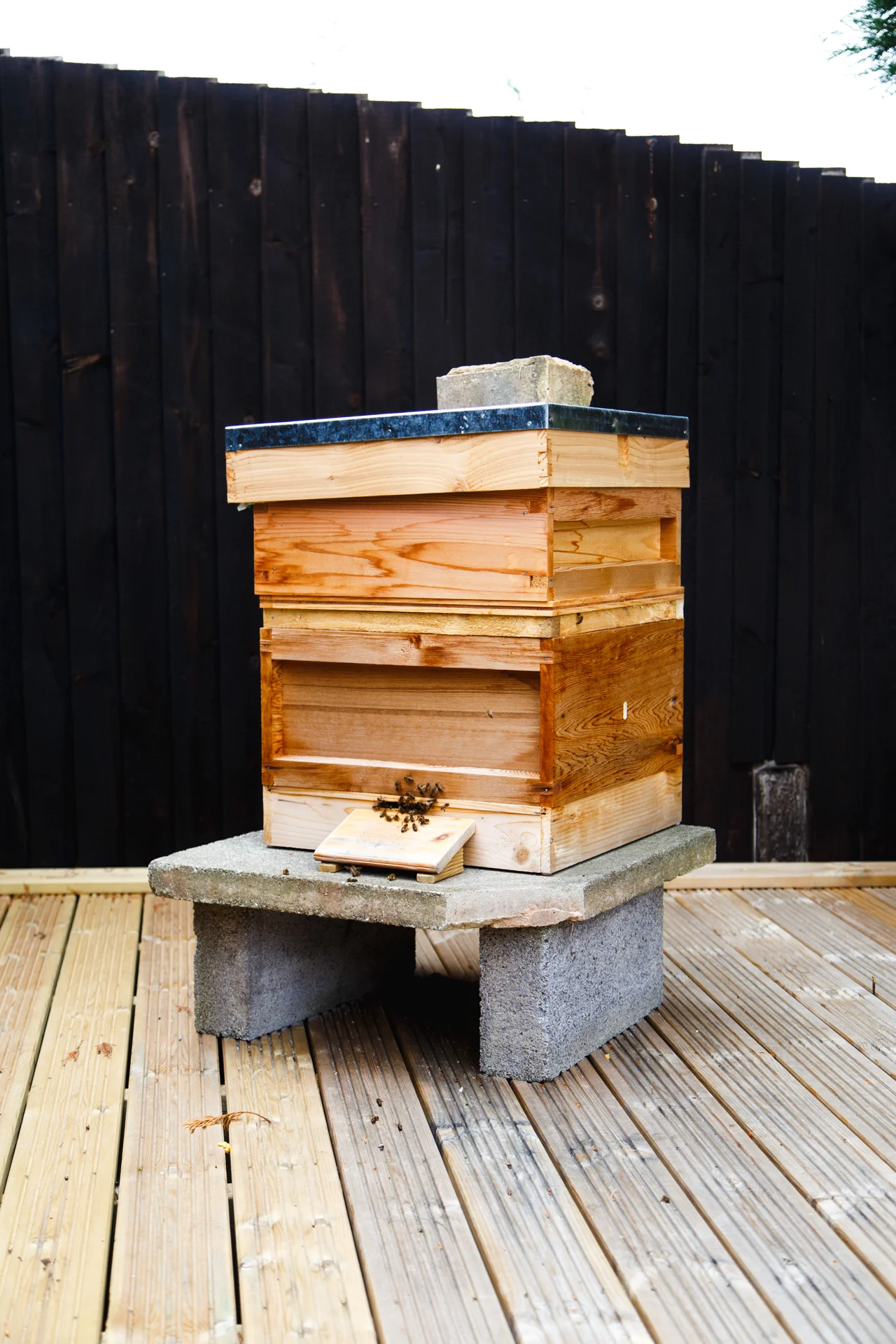 The hives entrance is placed towards the bottom just above the ramp.