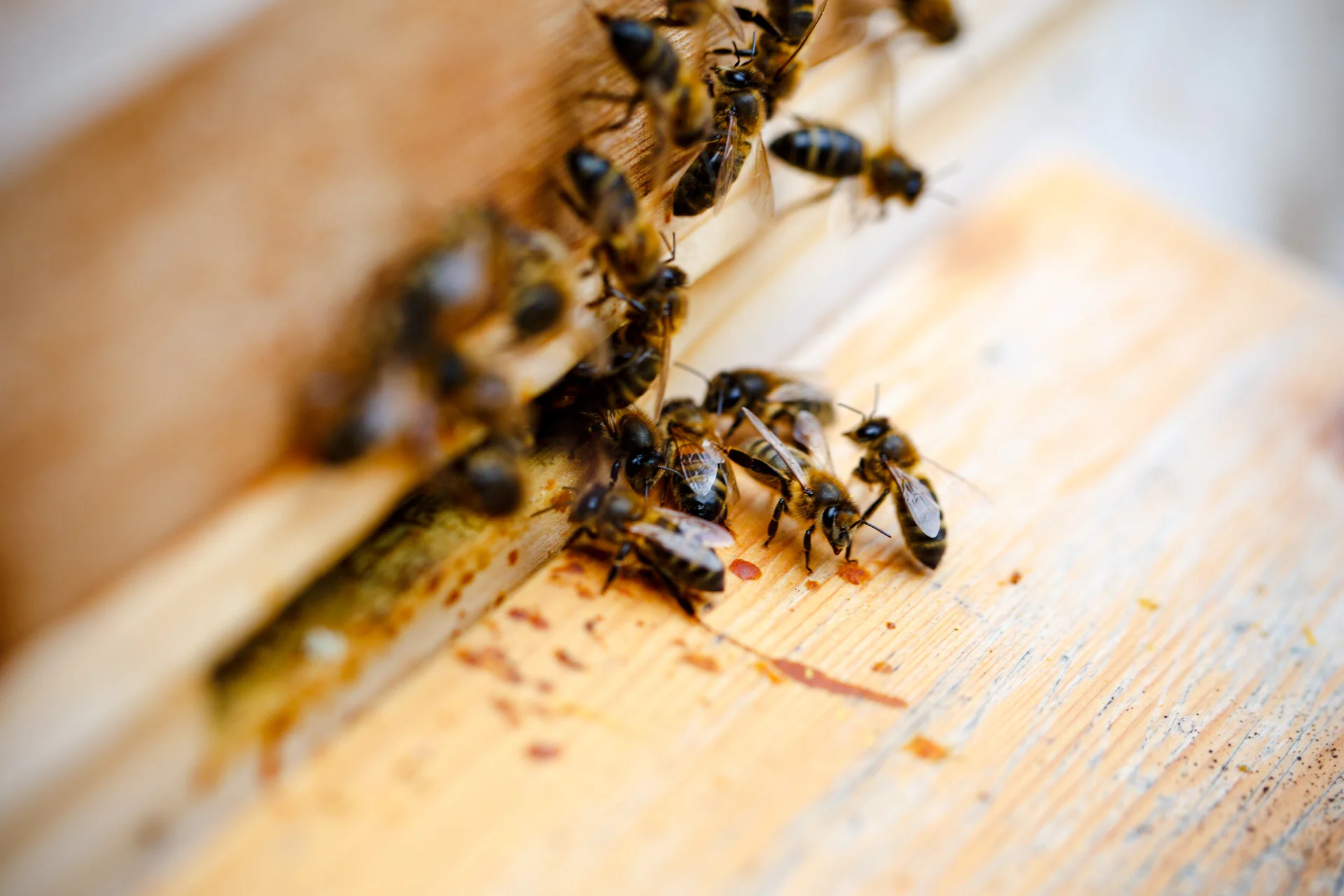 Andrew Wilson Photography My Dad's Bees (2).jpg