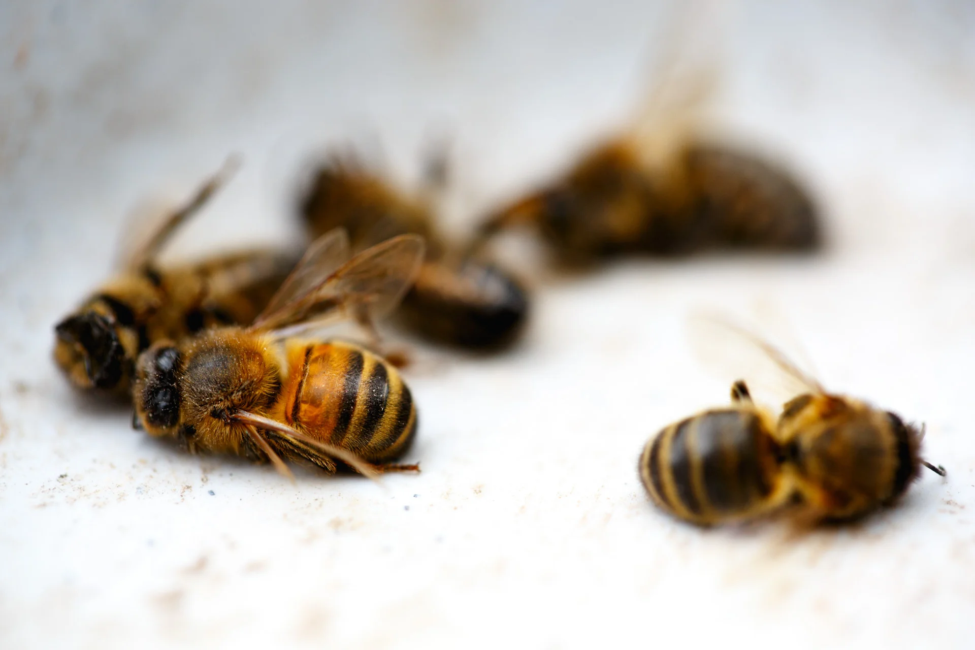 Andrew Wilson Photography My Dad's Bees (4).jpg