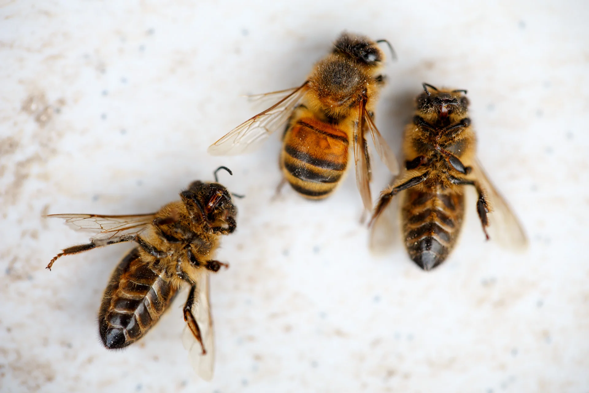Andrew Wilson Photography My Dad's Bees (6).jpg