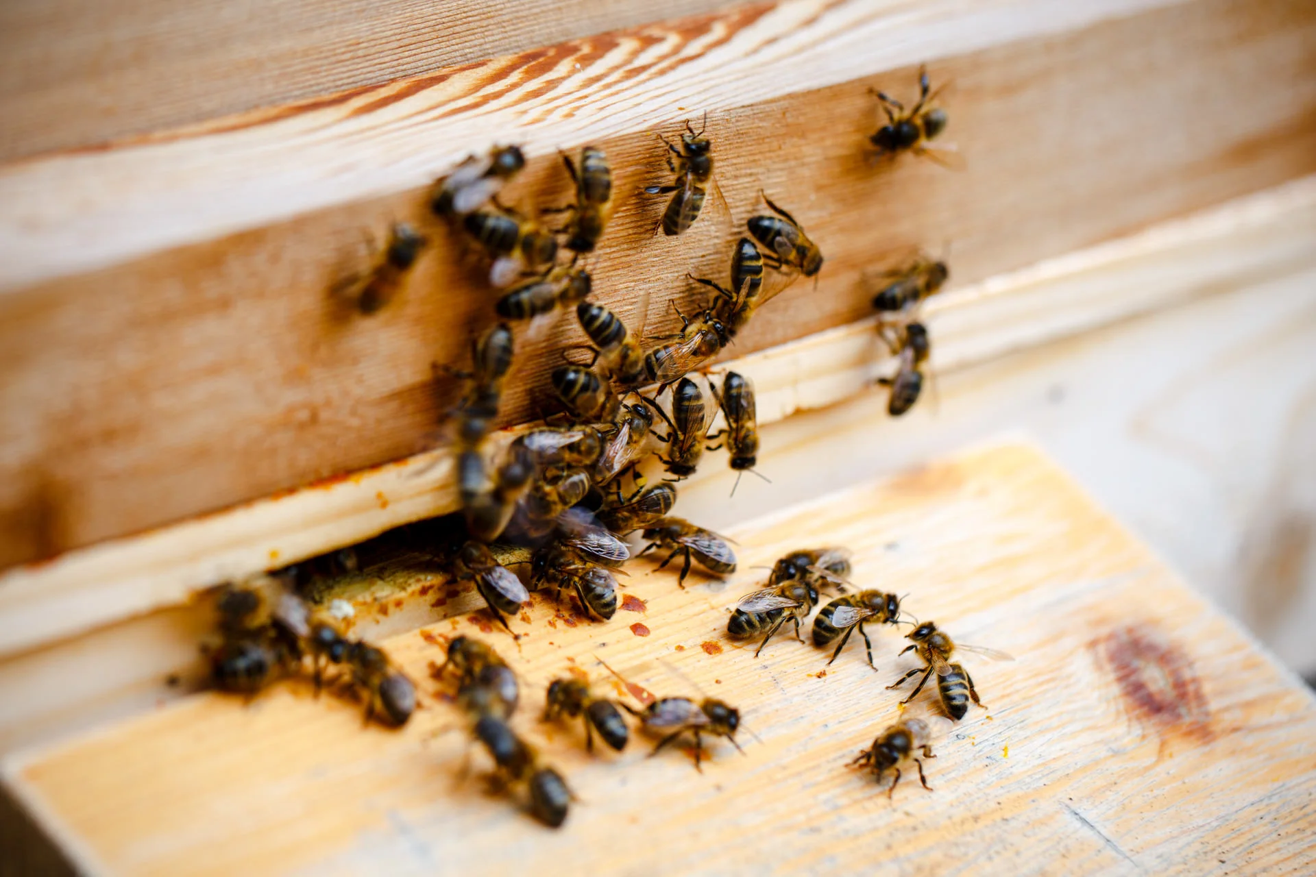 October - For several years my Dad was interested in keeping bees , so this year he took the plunge... 
