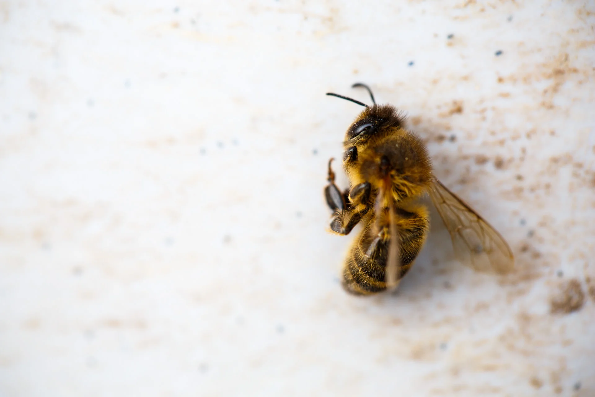 October - ...it was fascinating to see the bees and their hive up-close. This visit served as a practice run, with the plan to do something more in-depth next year ( blog here ).