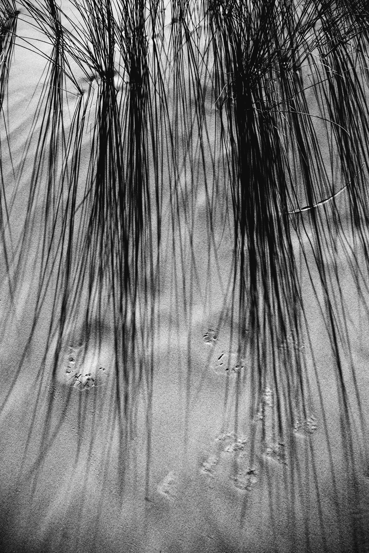 Andrew Wilson Photography Formby beach Liverpool (9).jpg