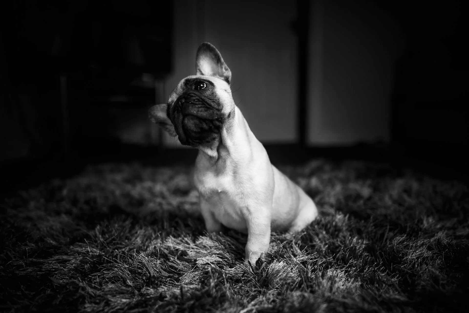 The classic head-tilt dog pose.