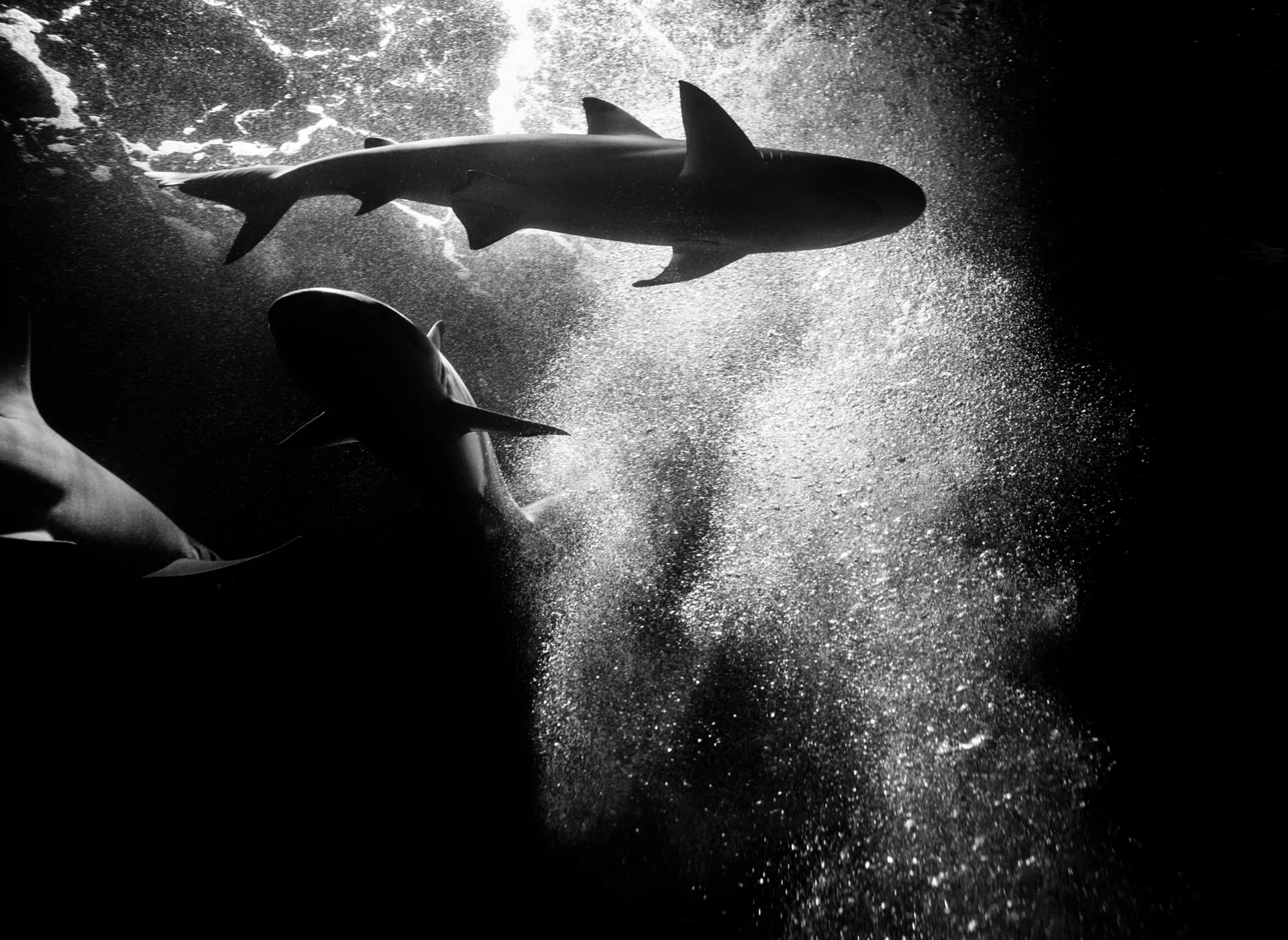I spotted this stream of bubbles illuminated by a strong source of light and thought it might make for a good photo if a shark were to pass through it...