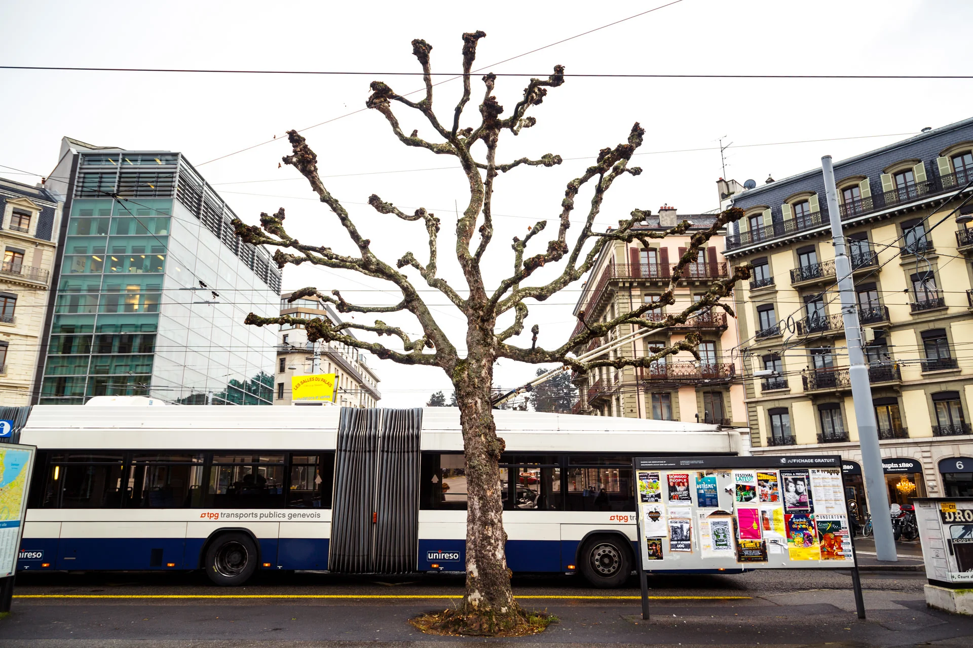 This type of looking tree (trimmed stubby ends) was a common sight in the city. This one was in the middle of a ring-road junction.